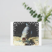Jaguar Cichlid Postkarte (Stehend Vorderseite)