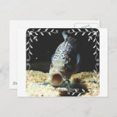 Jaguar Cichlid Postkarte (Vorne/Hinten)