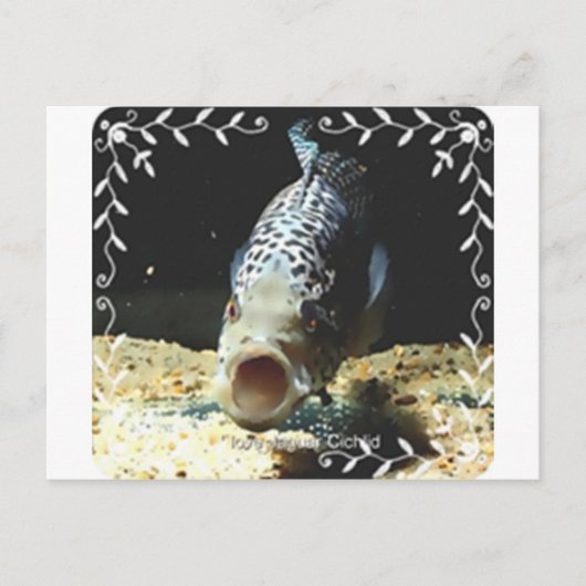 Jaguar Cichlid Postkarte (Vorderseite)