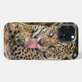 Jaguar Cub Case-Mate iPhone-Hülle iPhone Hülle (Rückseite (Horizontal))