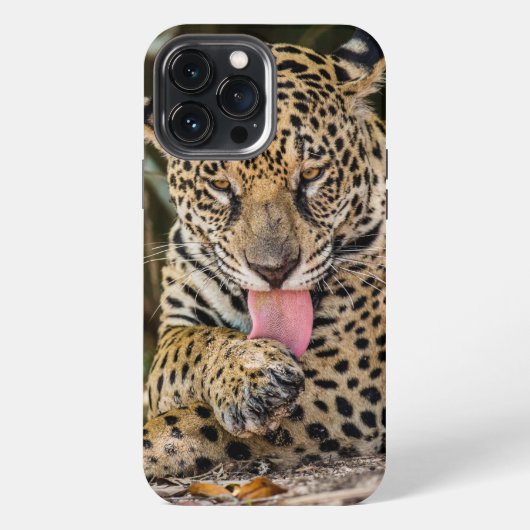 Jaguar Cub Case-Mate iPhone-Hülle iPhone Hülle (Rückseite)