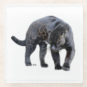 Jaguar Diablo Untersetzer (Vorderseite)