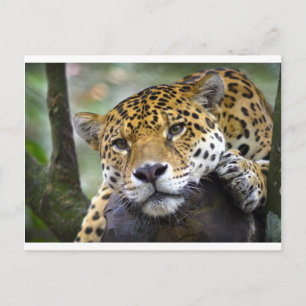 Jaguar entspannt sich in Bäumen Postkarte