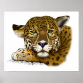 Jaguar-farbig Poster (Vorne)
