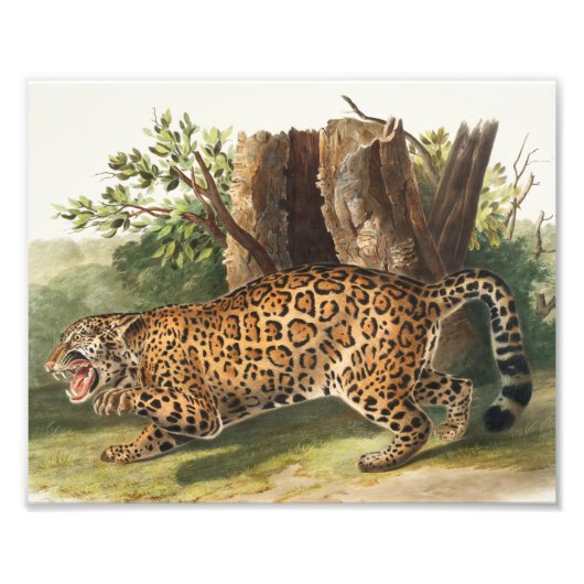 Jaguar (Felis onca) Illustration Fotodruck (Vorne)
