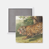 Jaguar (Felis onca) Illustration Magnet (Vorderseite/Rückseite)