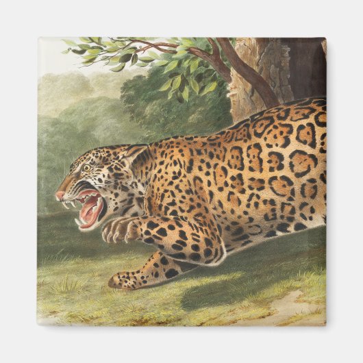 Jaguar (Felis onca) Illustration Magnet (Vorne)