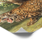 Jaguar (Felis onca) Illustration Poster (Ecke)