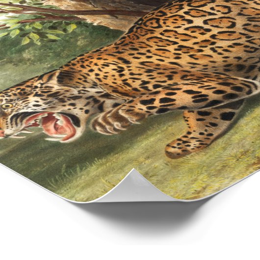 Jaguar (Felis onca) Illustration Poster (Ecke)