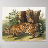 Jaguar (Felis onca) Illustration Poster (Vorne)