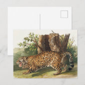 Jaguar (Felis onca) Illustration Postkarte (Vorne/Hinten)