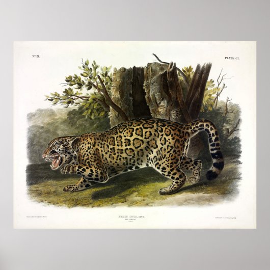 Jaguar (Felis Onca) (Panthera onca) von Audubon Poster (Vorne)