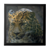 Jaguar Fliese (Vorderseite)