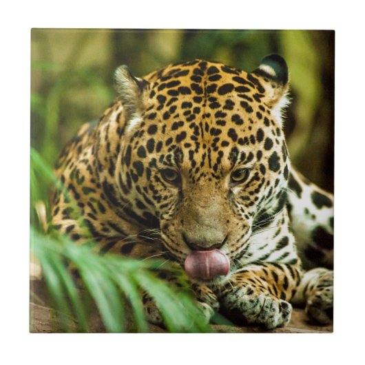 Jaguar Fliese (Vorderseite)