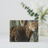 Jaguar Foto Postcard Postkarte (Stehend Vorderseite)