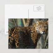 Jaguar Foto Postcard Postkarte (Vorne/Hinten)