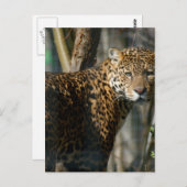 Jaguar Foto Postcard Postkarte (Vorne/Hinten)