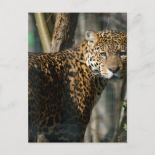 Jaguar Foto Postcard Postkarte