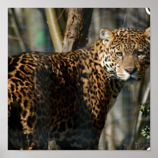 Jaguar Foto Print Poster (Vorne)