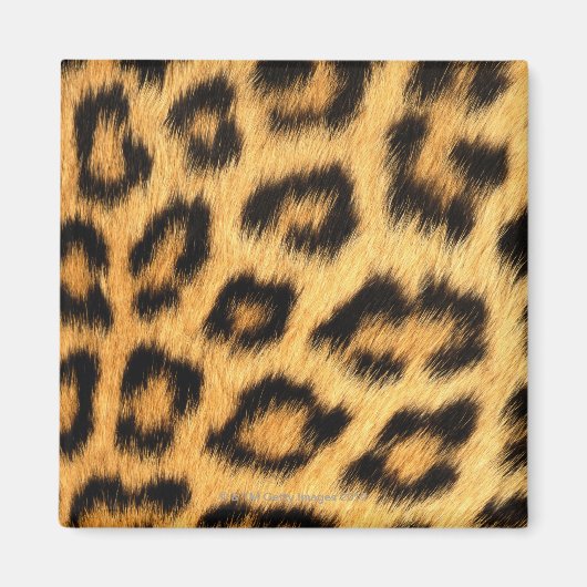 Jaguar Fur Magnet (Vorne)