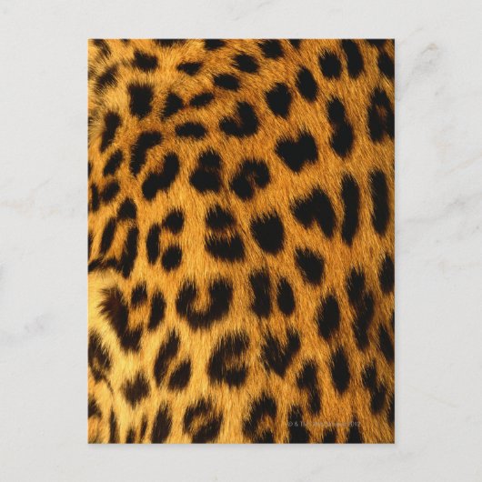 Jaguar Fur Postkarte (Vorderseite)