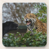 Jaguar Growl Getränkeuntersetzer (Vorderseite)