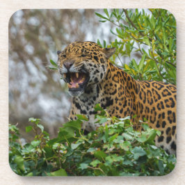 Jaguar Growl Getränkeuntersetzer