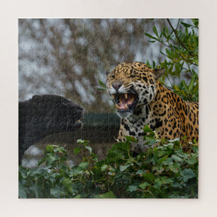 Jaguar Growl Puzzle