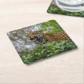 Jaguar Growl Rechteckiger Pappuntersetzer (angewinkelt)