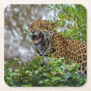 Jaguar Growl Rechteckiger Pappuntersetzer