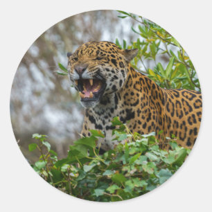 Jaguar Growl Runder Aufkleber