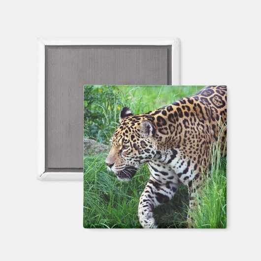 Jaguar Habitat Square Magnet (Vorderseite/Rückseite)