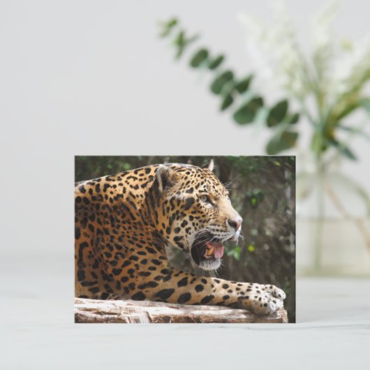 Jaguar III Postkarte (Stehend Vorderseite)