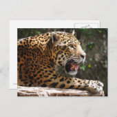 Jaguar III Postkarte (Vorne/Hinten)