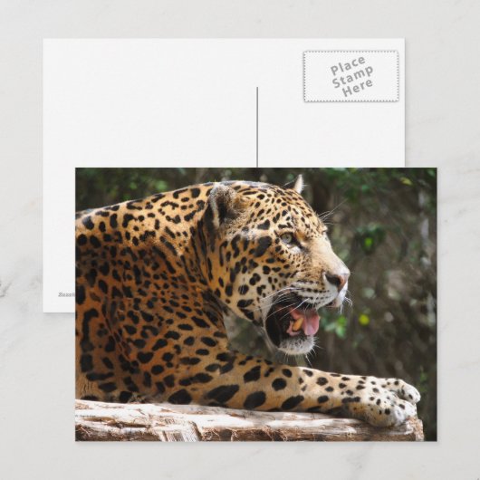 Jaguar III Postkarte (Vorne/Hinten)