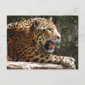 Jaguar III Postkarte (Vorderseite)