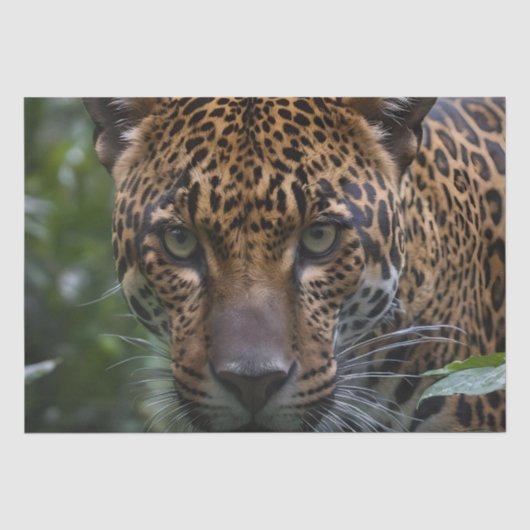 Jaguar ist Nah im Wald, Seidenpapier (Vorderseite)