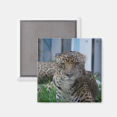 Jaguar Magnet (Vorderseite/Rückseite)