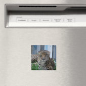 Jaguar Magnet (In Situ (Geschirrspüler))
