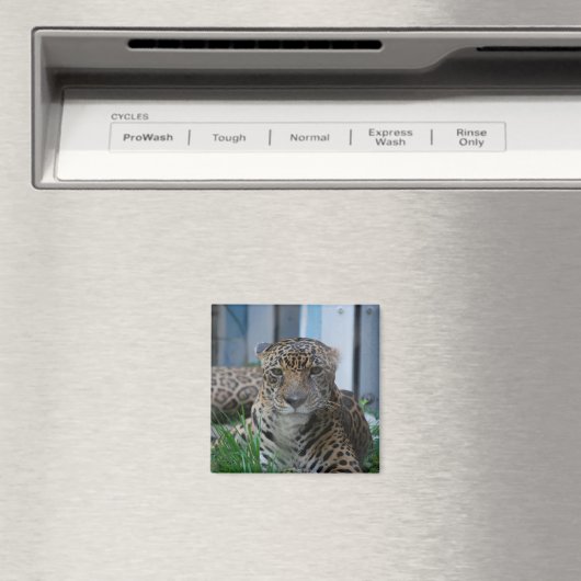 Jaguar Magnet (In Situ (Geschirrspüler))