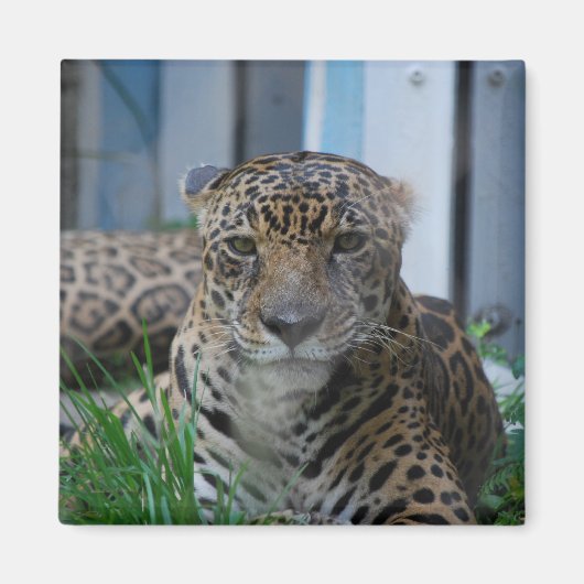 Jaguar Magnet (Vorne)