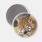 Jaguar Magnet (Vorderseite/Rückseite)