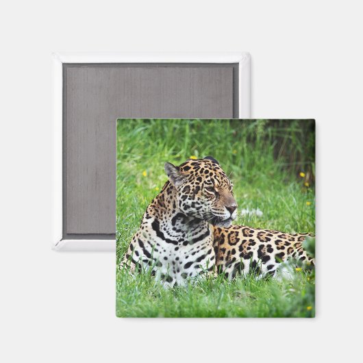 Jaguar Magnet (Vorderseite/Rückseite)
