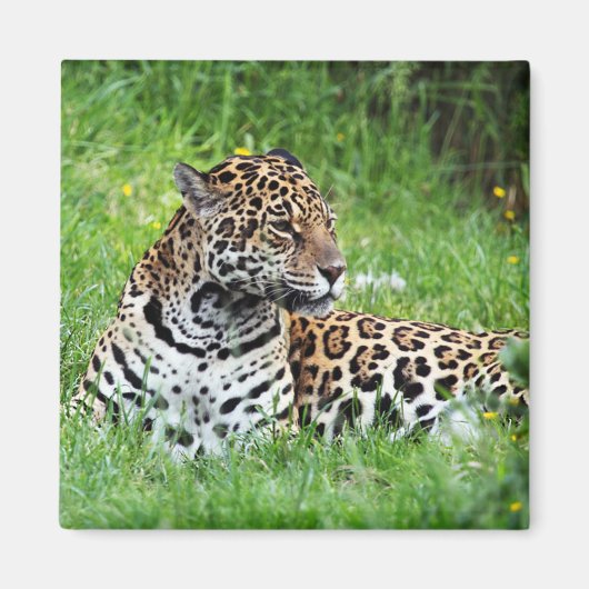 Jaguar Magnet (Vorne)