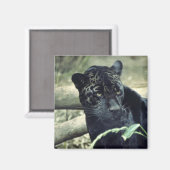 Jaguar Magnet (Vorderseite/Rückseite)