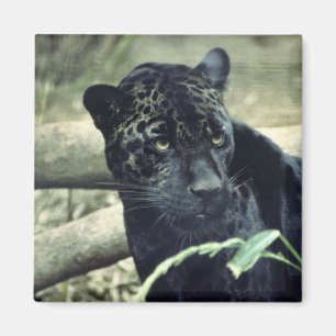 Jaguar Magnet