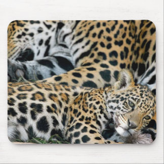 Jaguar-Mama-undbaby Mousepad