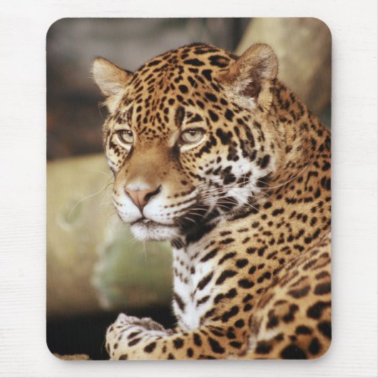 Jaguar Mousepad (Vorne)