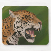 Jaguar Mousepad (Vorne)