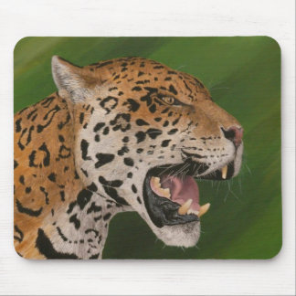 Jaguar Mousepad